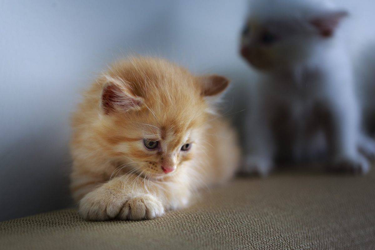 Il Gatto Non Vuole Giocare Perch E Come Risolvere Il Problema