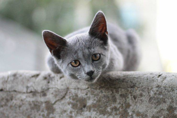 gatto grigio