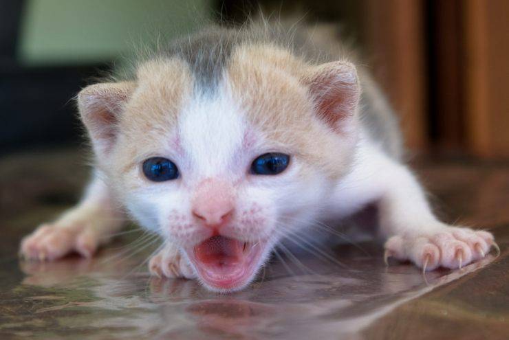 gattino miagola mamma