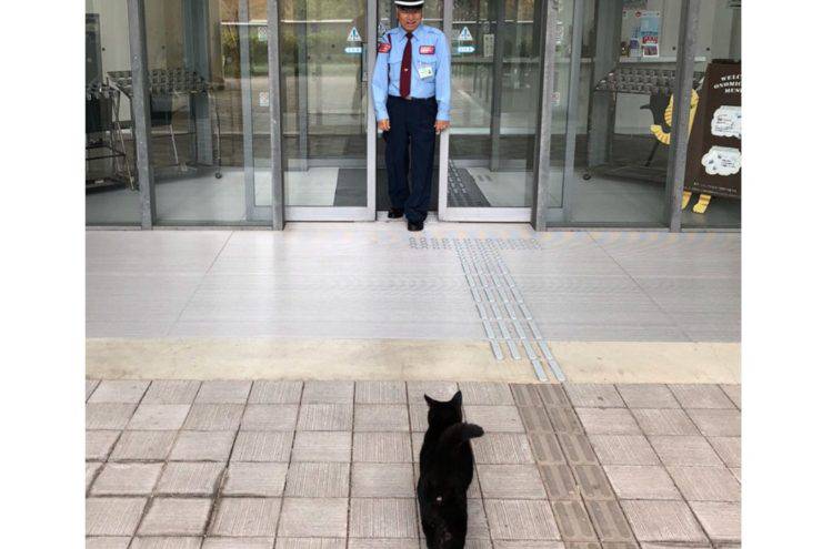 gatti cercano entrare museo