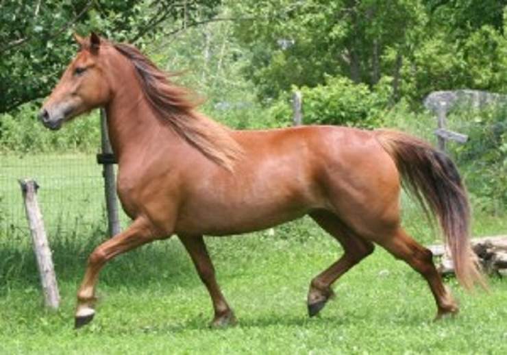 Come Calcolare Il Peso Di Un Cavallo La Tabella In Base Alle Razze