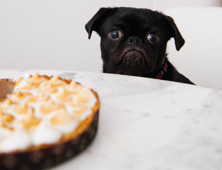 cane cibo torta