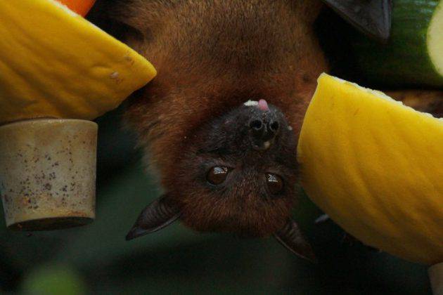 Il Mammifero Pi Piccolo Al Mondo Un Pipistrello Il Pipistrello il-mammifero-pi-piccolo-al-mondo-un-pipistrello-il-pipistrello