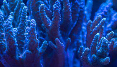 corallo barriera corallina