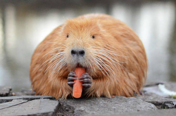 Nutria come animale domestico