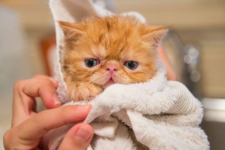 gatto triste bagno