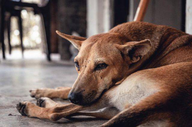 Il Cane Puo Mangiare La Polenta