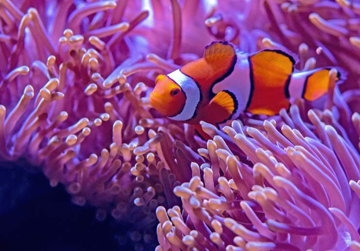 Pesci del film su Nemo
