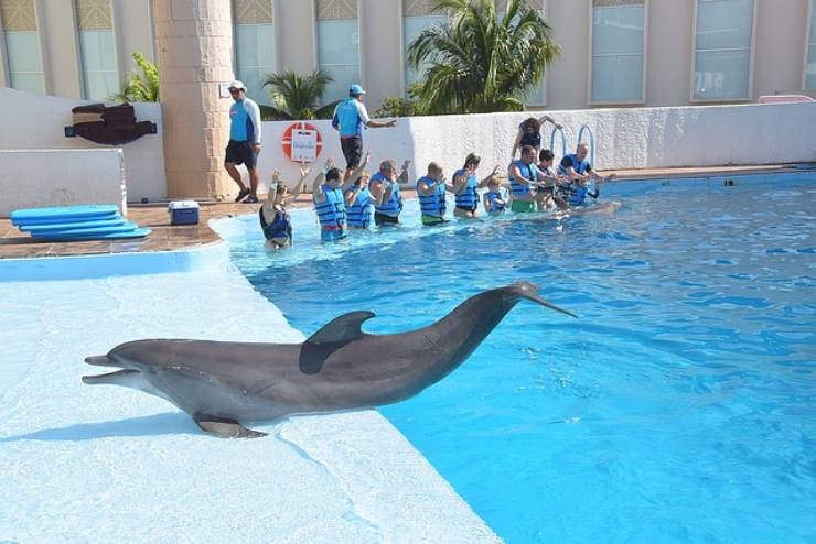 pet therapy con i delfini