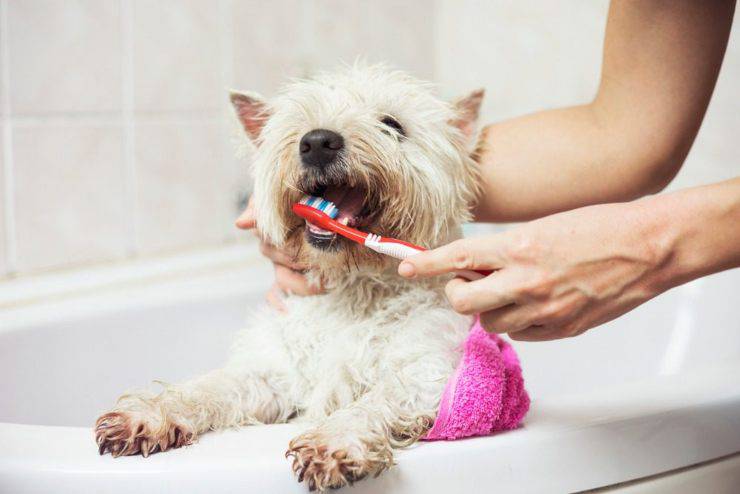 dentifricio per cani fai da te