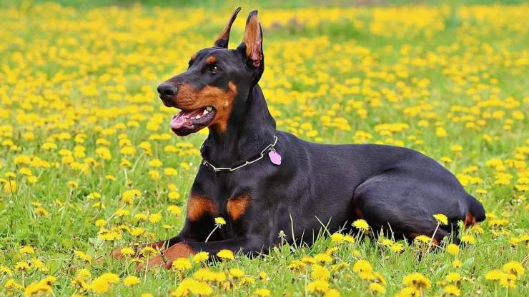 dobermann adulto cane