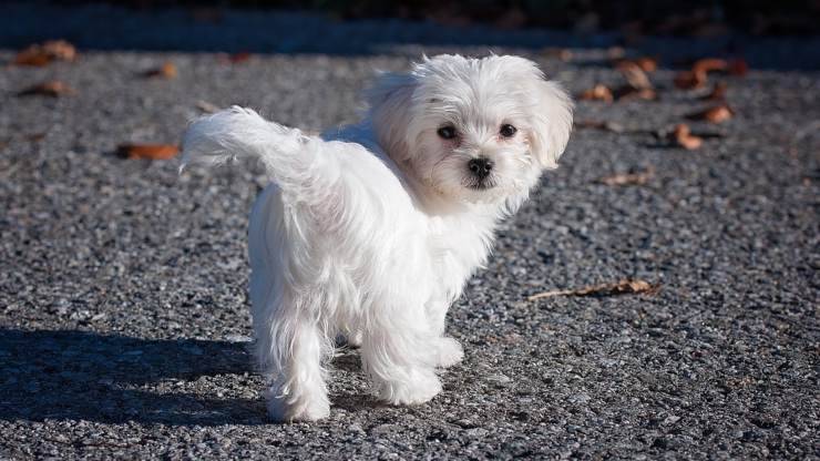 maltese cane adulto