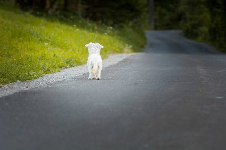 Abbandono di animali