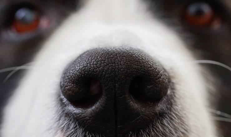 Naso del cane