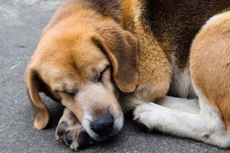 cane dorme rannicchiato