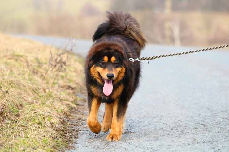 La passeggiata del cane (Foto Pixabay)