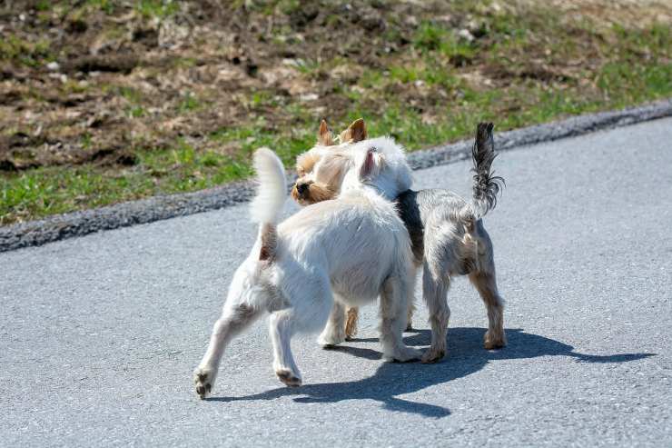 incontro tra cani