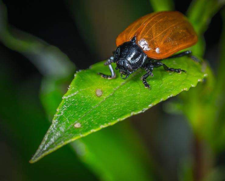 Curiosità sullo scarabeo