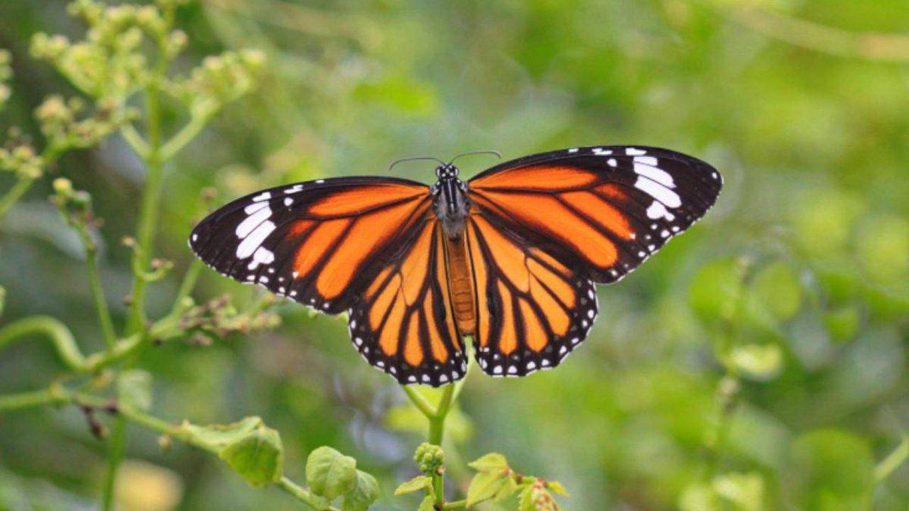 Farfalla Monarca Caratteristiche Habitat E Alimentazione