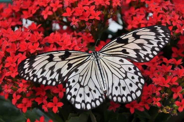 perche le ali delle farfalle sono colorate e disegnate