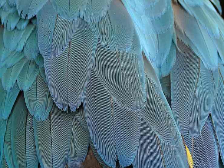 piume