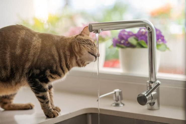 gatto beve acqua