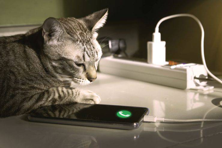 i gatti possono vedere lo schermo del telefono