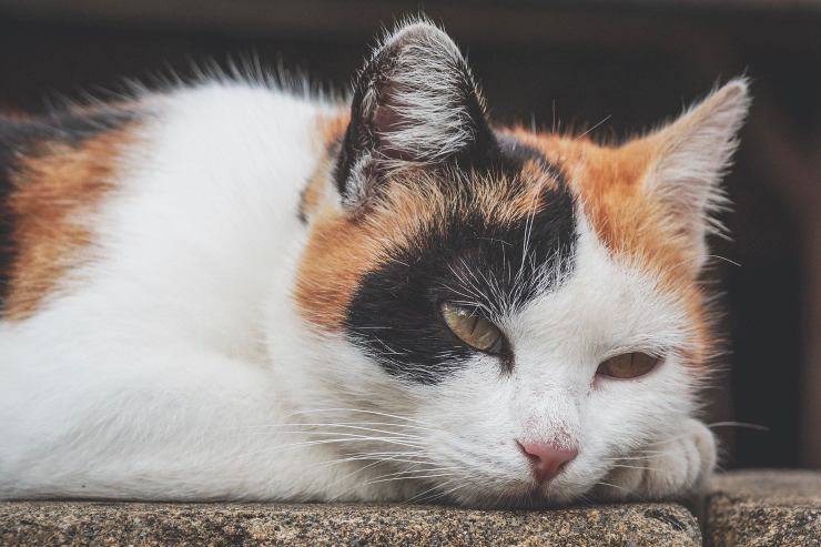 gatto acqua fredda