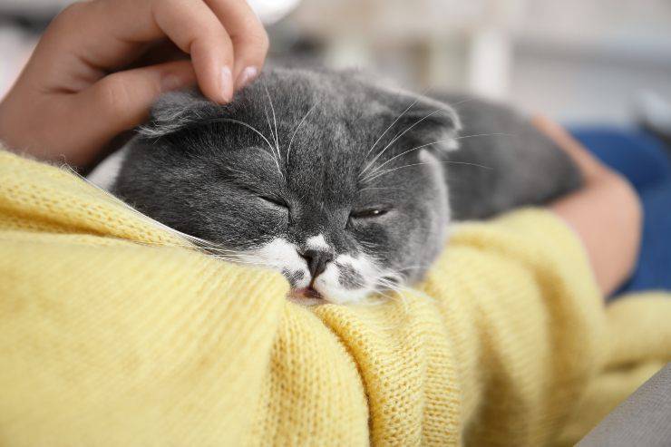 gatto scottish fold