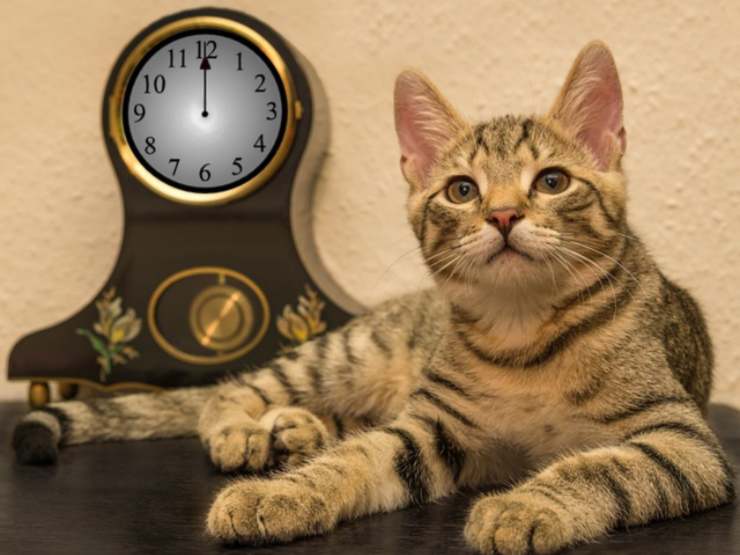 i gatti hanno la percezione del tempo