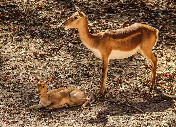 antilope impala
