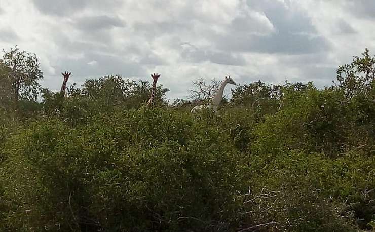 giraffe bianche bracconieri