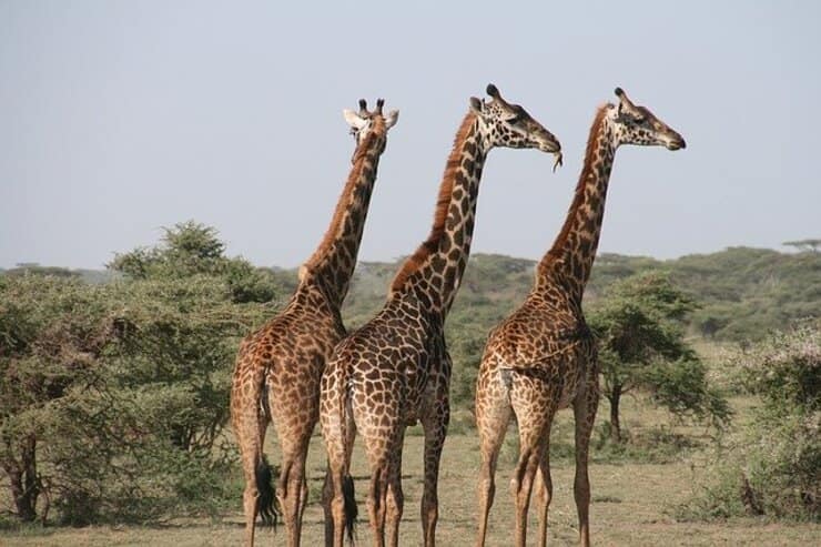 Il Safari Park di Pombia