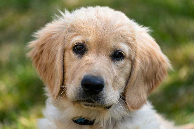 Cucciolo Di Cane Golden Retriever Mangia Una Forchetta