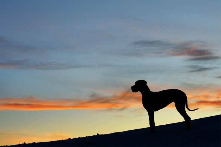 Il cane gigante osserva il tramonto (Foto Pixabay)