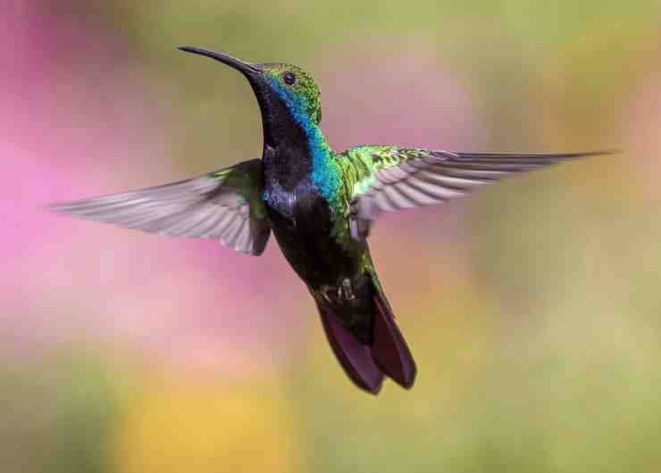 Colibrì in volo (Foto Pixabay)