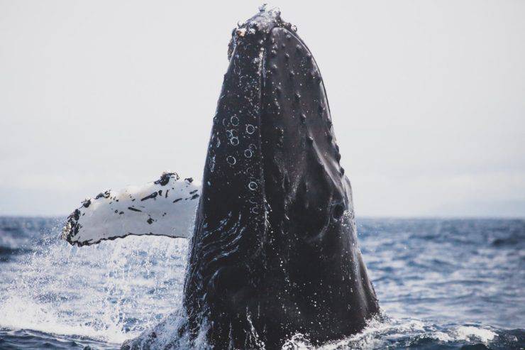 balena cetaceo vita