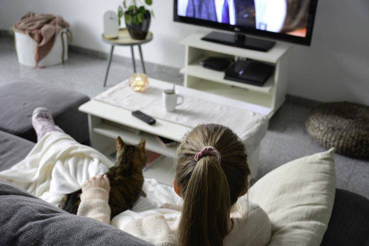 i gatti riescono a vedere la TV