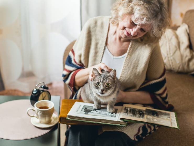 gatti possono vedere le foto