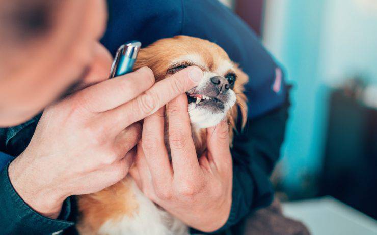 apparecchio denti cane