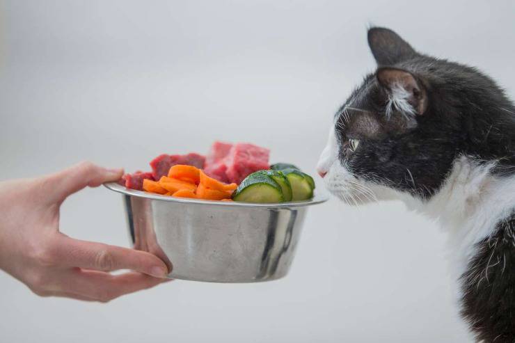 gatto alimentazione vegana