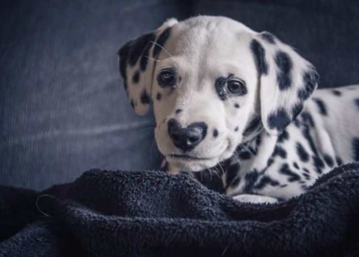 Il simpatico dalmata (Foto Instagram)