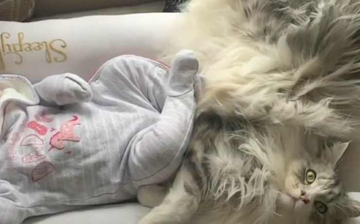 Amicizia tra la neonata e il micio (Foto video)