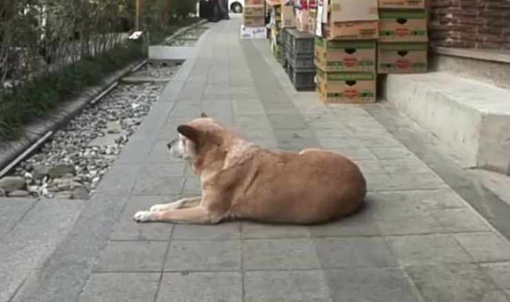 L'attesa della cagnolina (Foto video)