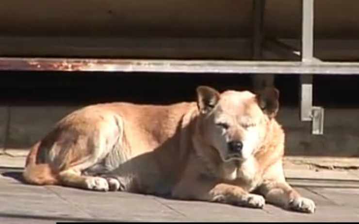 La cagnolina dorme in attesa di accompagnare la padrona (Foto video)