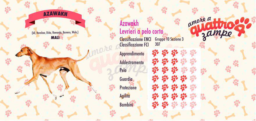 Azawakh scheda razza