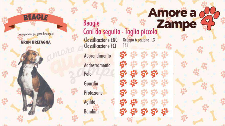 infografica cane BEAGLE new