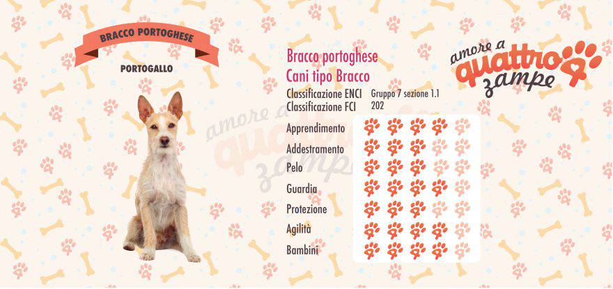 Bracco portoghese scheda razza