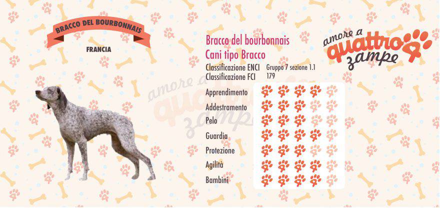 Bracco del bourbonnais scheda razza