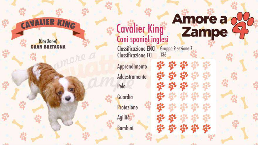infografica cane CAVALIER KING new